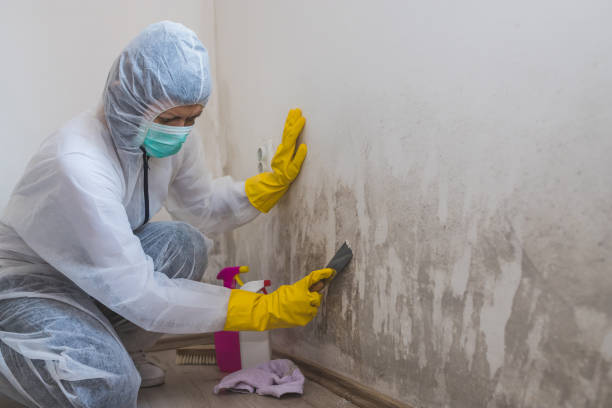 Best Mold Testing and Inspection Services in Brownsville, OR