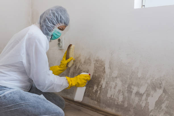 Trusted Brownsville, OR Mold Remediation Experts