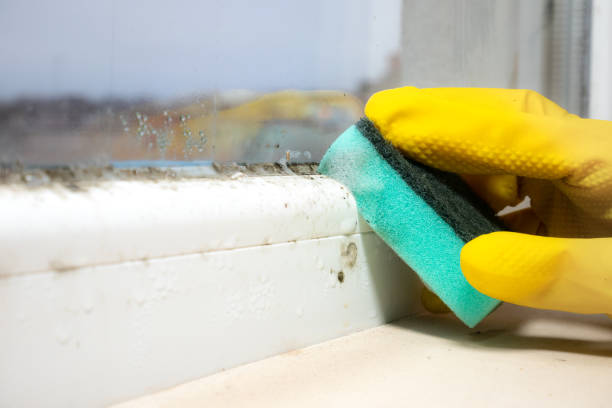 Best Mold Remediation for Schools in Brownsville, OR