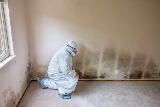 Best Bathroom Mold Remediation in Brownsville, OR