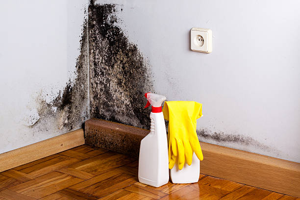 Best Residential Mold Remediation in Brownsville, OR
