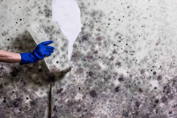 Best Mold Testing and Inspection Services in Brownsville, OR